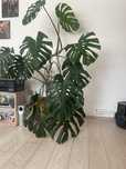 Planta Monstera .