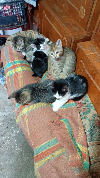 Pui de pisică spre adopție gratuit- căutăm familie iubitoare.