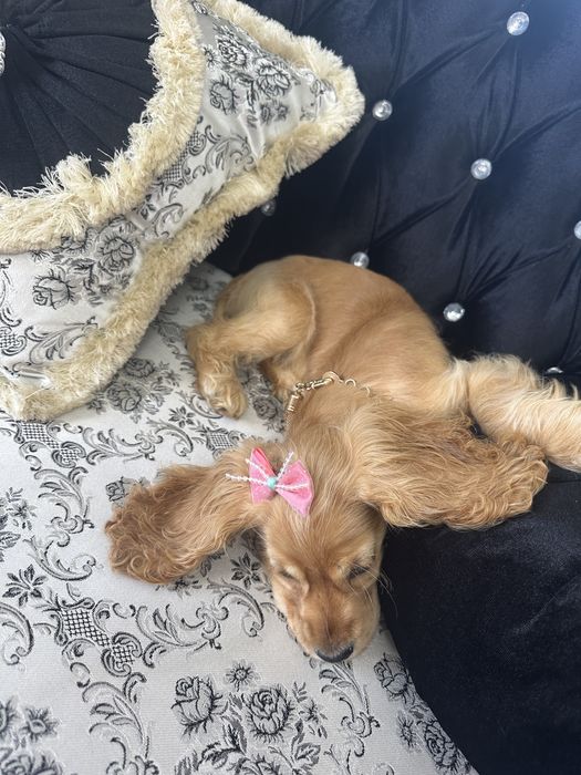 Cocker Spaniel – 2 luni, 2 vaccinuri, 2 deparazitări