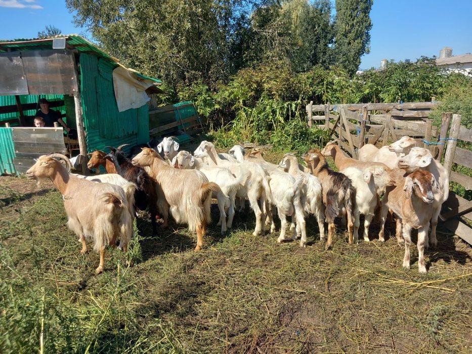Vând capre și țapi