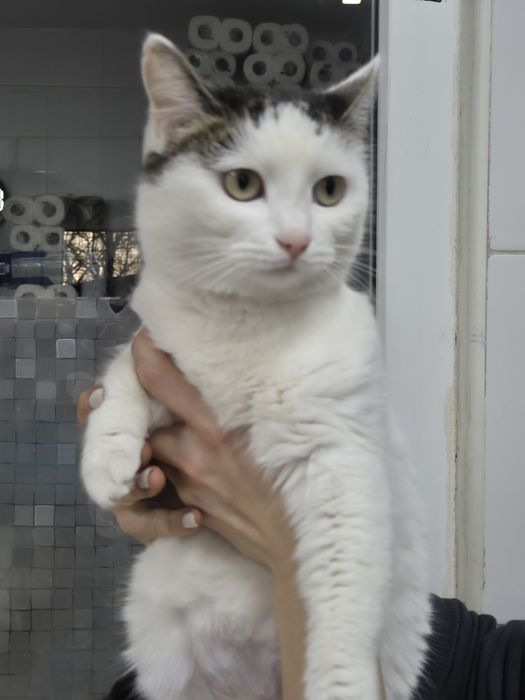 Снежинка срочно ищет дом!