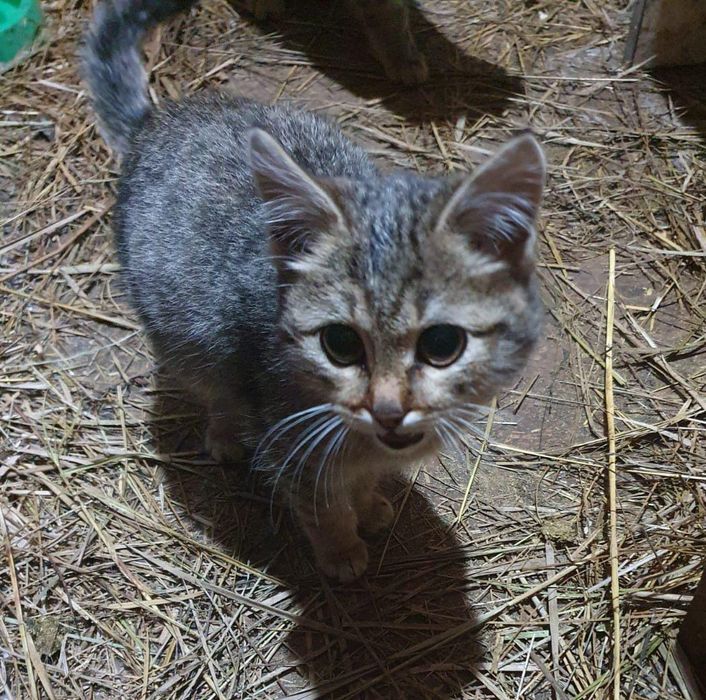 Котята девочки бесплатно