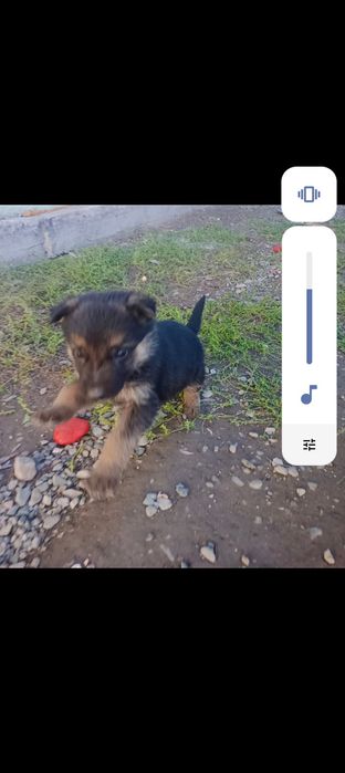Немецкая овчарка щенки
