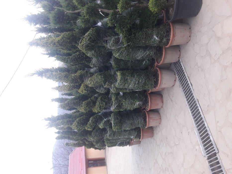 Vand tuia smarald spirale pon pon magnolia gazon rulou pt det sunați