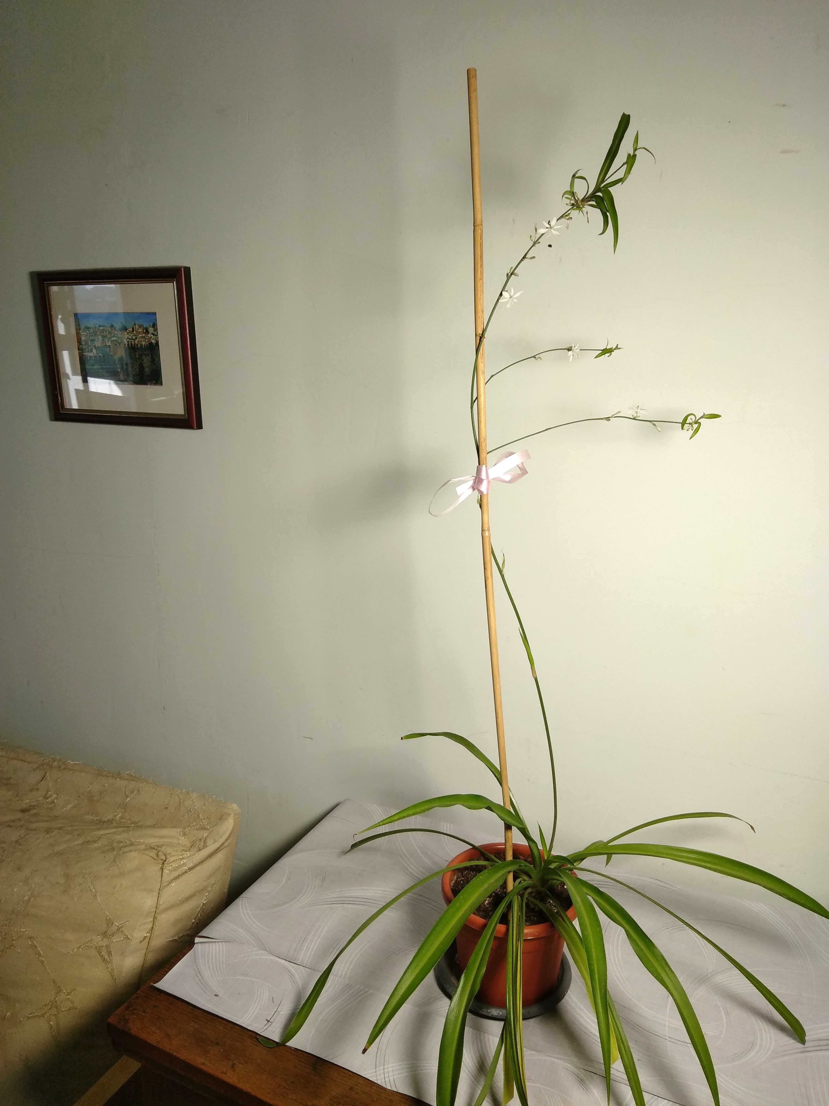 Chlorophitum, Planta păianjen sau Voalul miresei, purifică aerul