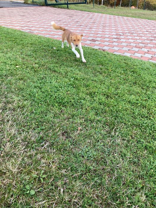 Ofer spre adopție cățel de talie mică vârsta de 2ani