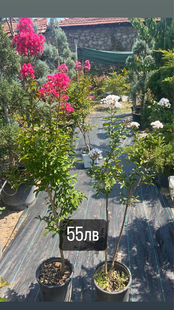 Индийски люляк (Lagerstroemia Indica)