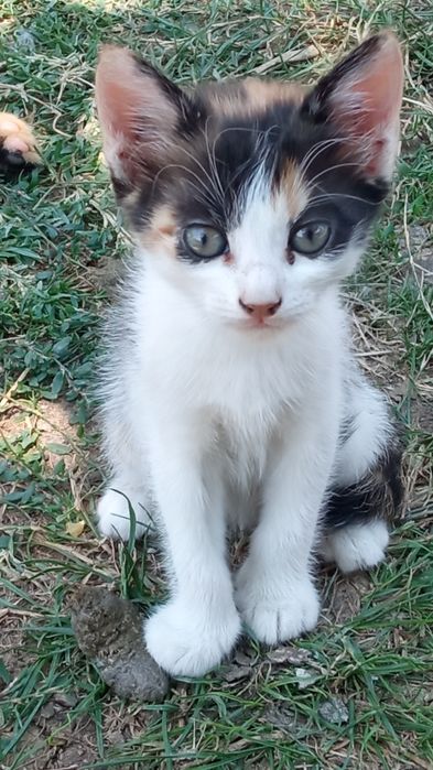 Pisicuțe pentru adopții