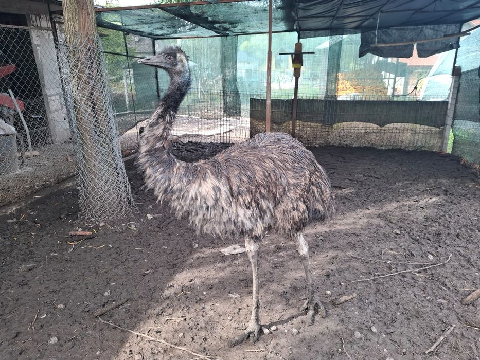 Vând sau schimb femela de emu vârstă un an