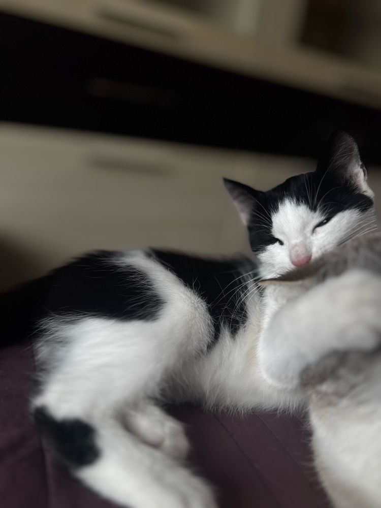 Отдам котенка  девочку
