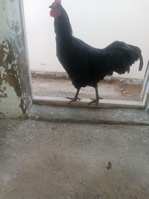 Продам черного петушка породы австролог
