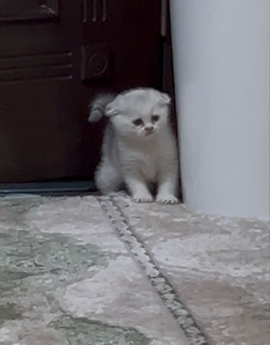 Mushuk zoti Scottish Fold biranstki 2 qolgan biri qizcha biri ugʻilcha