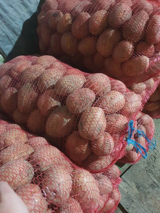 Vând cartofi consum