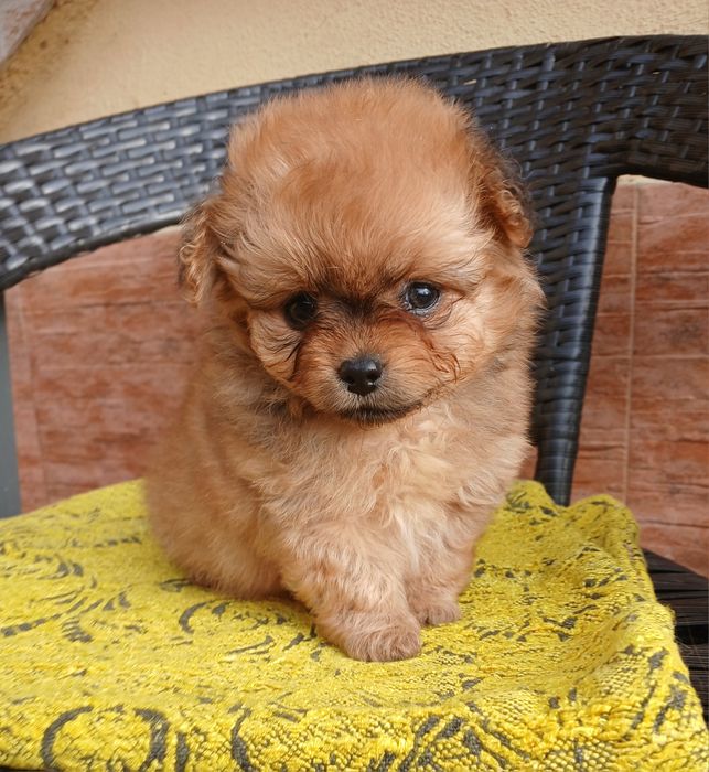 Помапу/Pomapoo той пудел