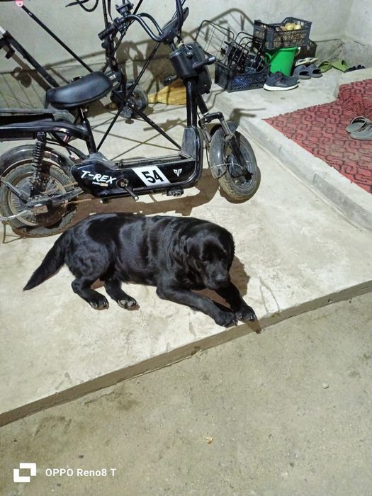 Ищем девочку на вяску для лабрадора