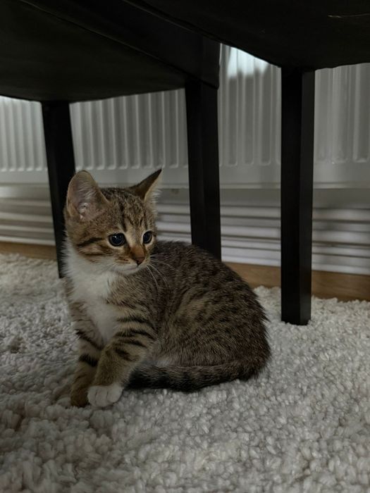 Donez 2 pui pisica,băiețel si fetiță