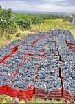 Avem struguri de vin mari și zemoase pentru țuică pentru comenzi în pv