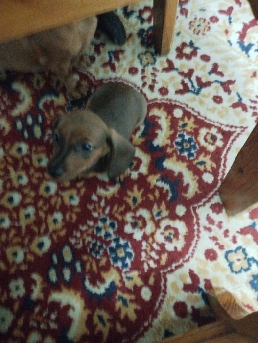 Продаю щенка таксы.Возраст 2 месяца,чистакровная