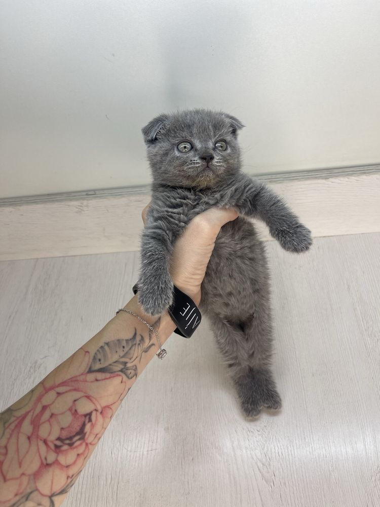 Котята Скотиш фолл и скотиш страйт