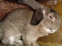 Продам молодых крольчат породы Фландр все прививки зделаны
