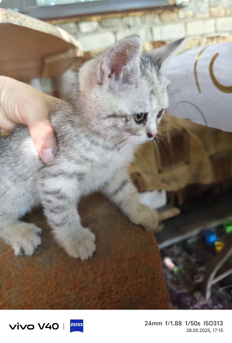 Котята найдёныш два породистых , и два простых