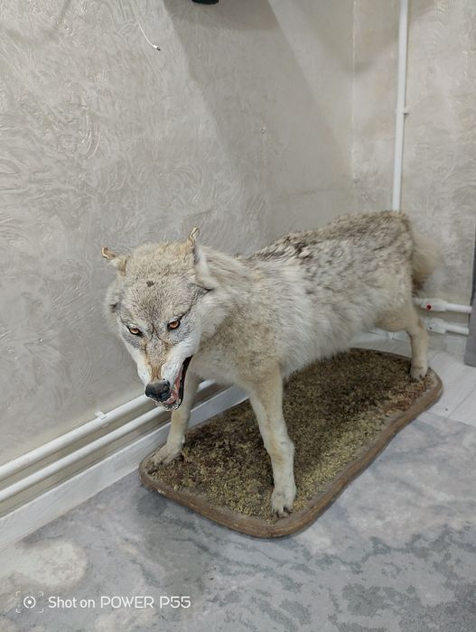 Чучело волка большого размера