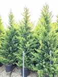 Cupresussocyparis Leylandii