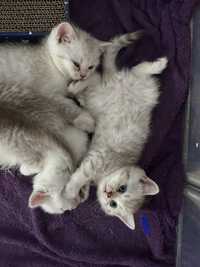 Pui pisica British Shorthair Chinchilla