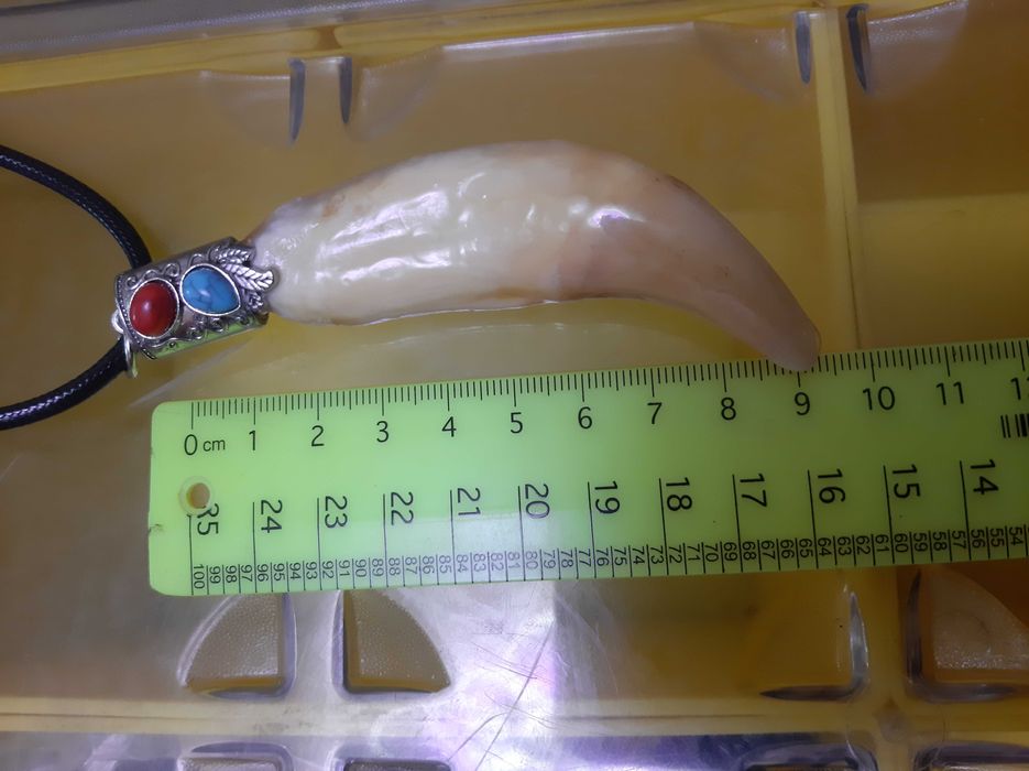 Продам медвежьи клыки очень большие.