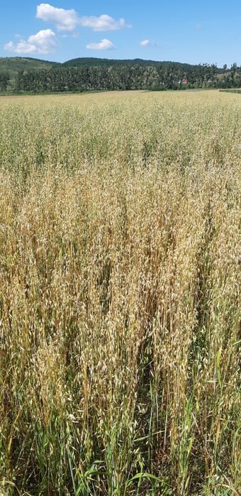 Vând ovăz de sămânță