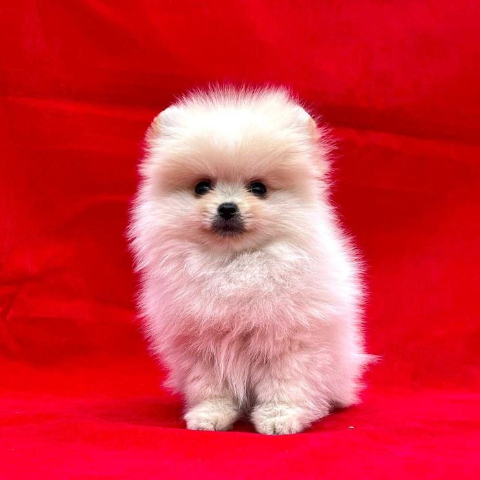 Немецкий шпиц миниатюрный  . Щенки с документами.