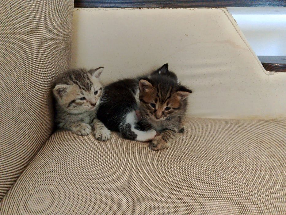 Отдам котят в добрые руки