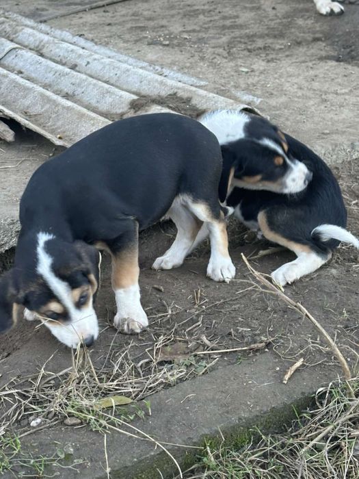 Кучета порода:Трицветен палаш