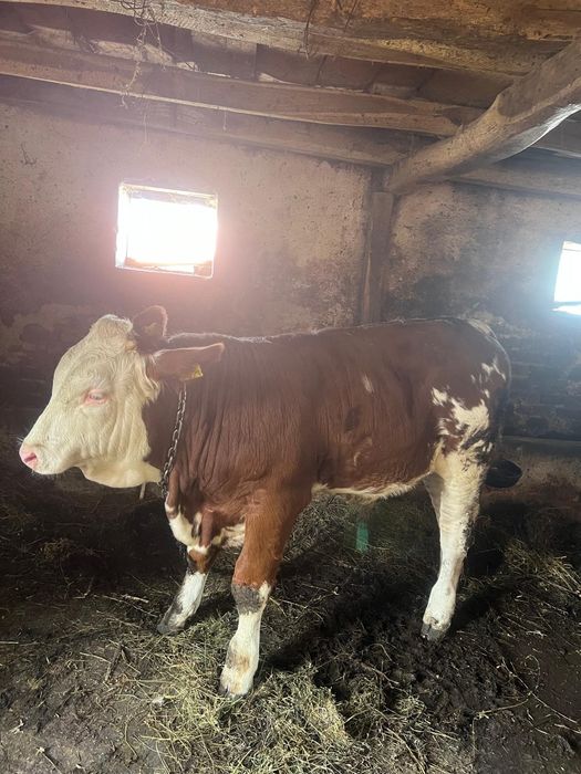 Vând vițel de baltata românesc
