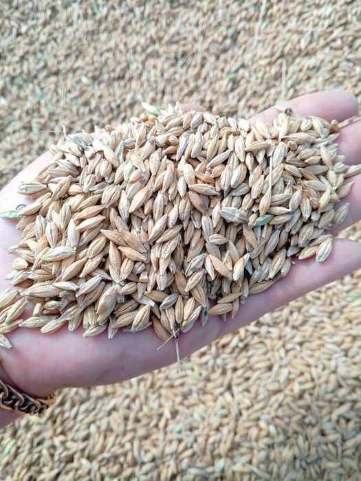 Продам Ячмень сухой чистый