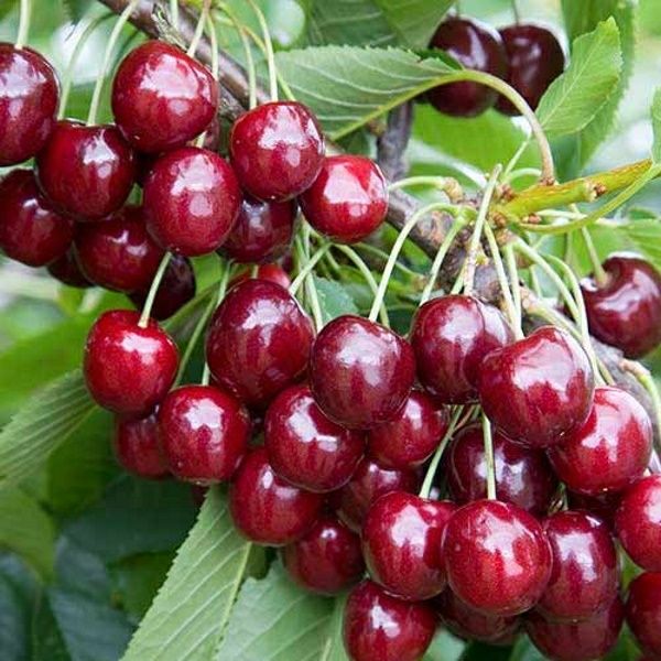 Pomi Fructiferi deosebiti  regina