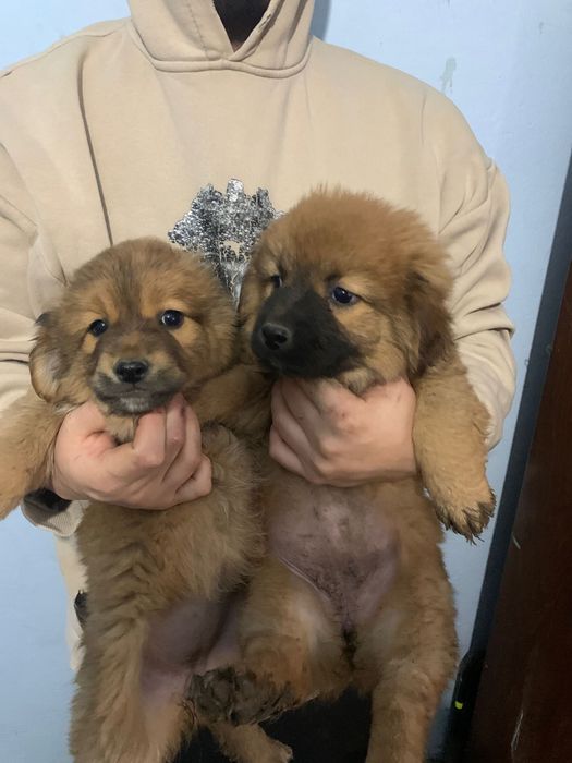 Dau spre adoptie 2 fete si un baiat are 2 luni