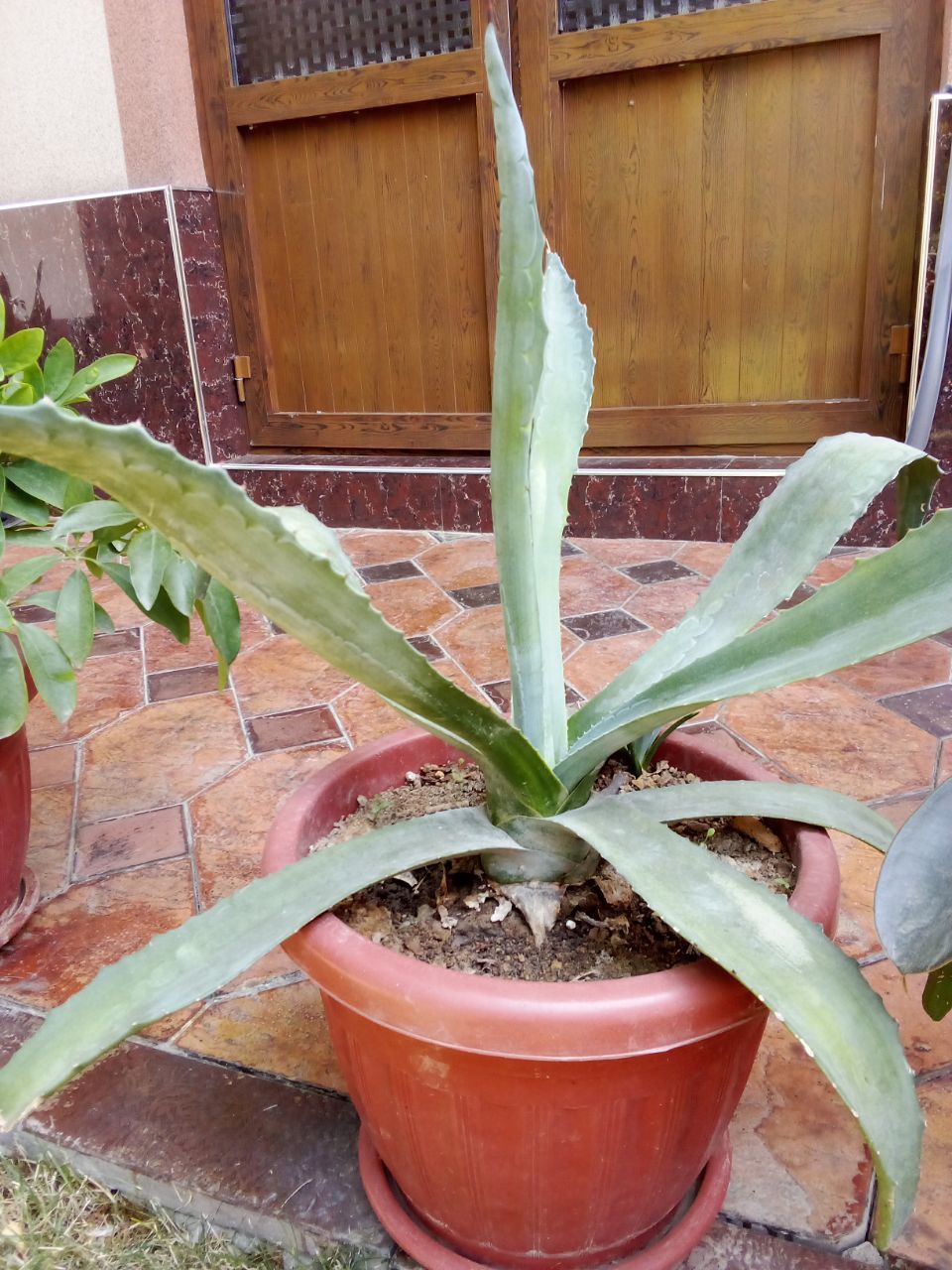 Gullar sotiladi xonaki
