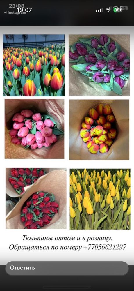 Тюльпаны, голландские. В наличии все цвета