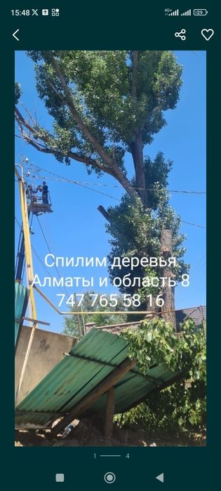 Спил дерево санитарных обрезка очистки теретор