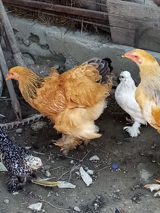Găini brahma de vânzare