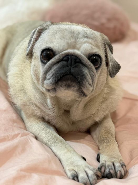 Pet sitter caini rasa mica