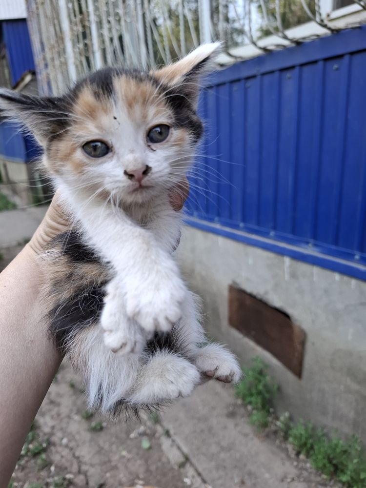 Спасите жизнь котенку