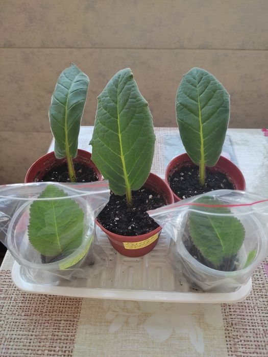 Комнатные цветы. Глоксинии, тидея