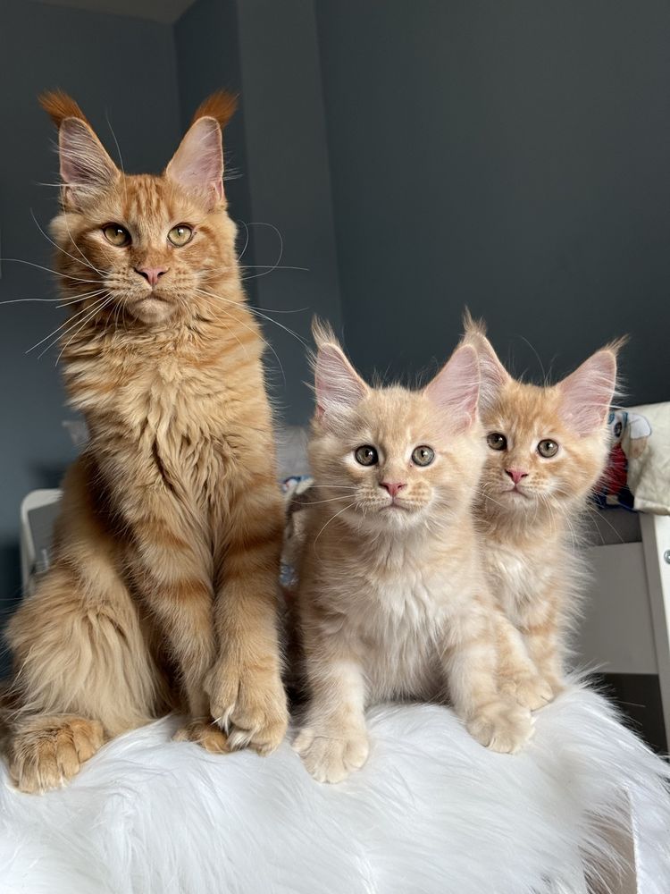 Мейн кун котенца / Мейн куун котенца / Maine coon kittens