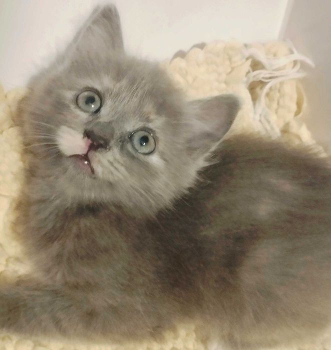 Printesa  blue/crem  pretioasa si rarisima cauta Om