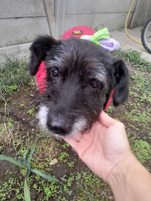Adoptie caine negru talie medie castrat