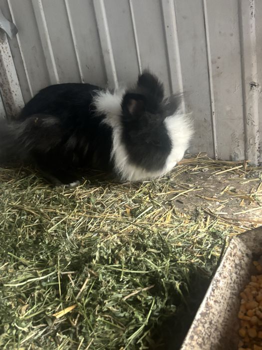 De vanzare iepurii cap de leu