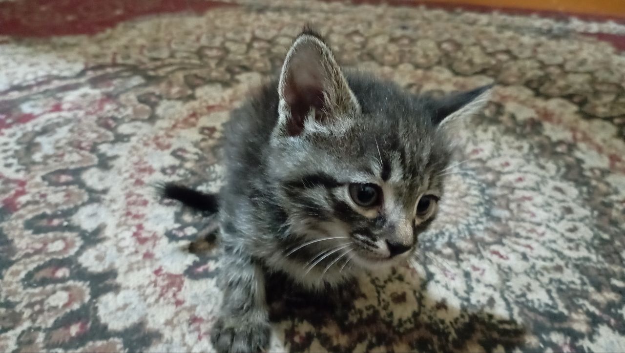 Котята, отдам в хорошие руки