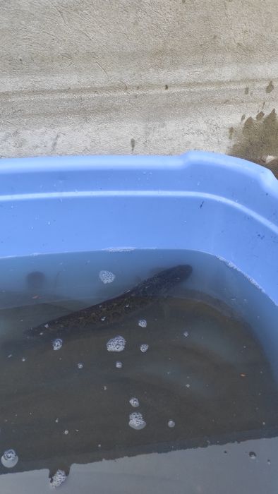 Продаю свежую живую рыбу змей голов  и сазан